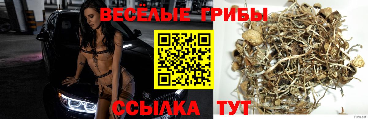 Псилоцибиновые грибы Cubensis Невинномысск